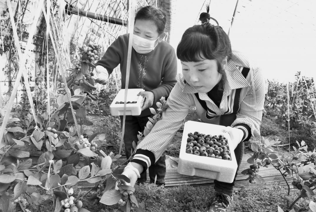 蓝莓采摘忙 乡村产业旺|丹东市_新浪财经_新浪网