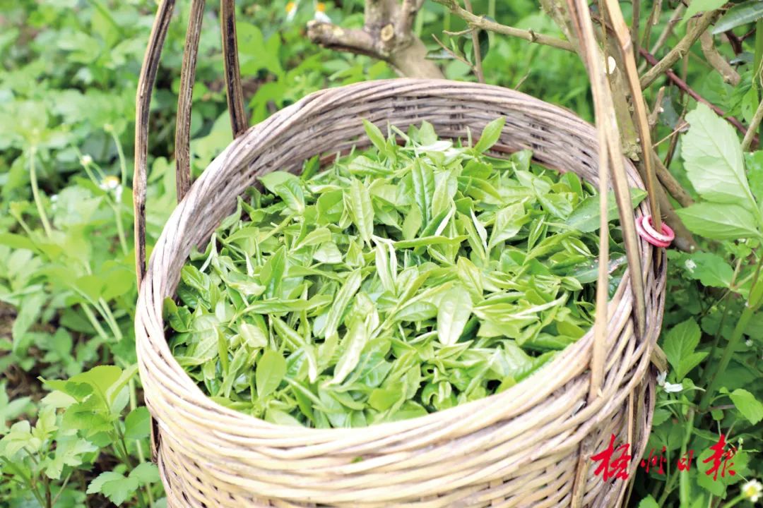 嫩茶叶（嫩茶叶炒鸡蛋有什么功效） 嫩茶叶（嫩茶叶炒鸡蛋有什么功效）《嫩茶叶炒鸡蛋窍门》 茶叶资讯