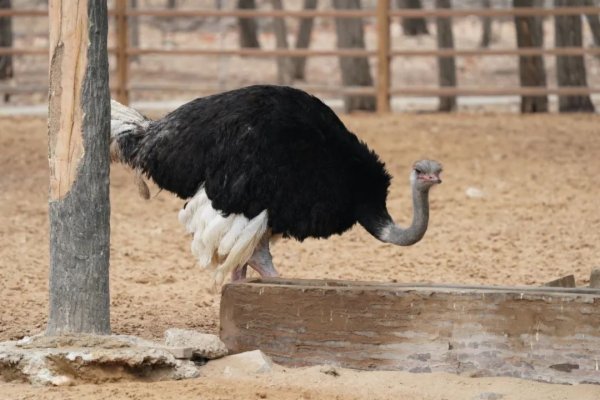 到秦皇岛野生动物园与春日来场美丽的邂逅_新浪财经_新浪网