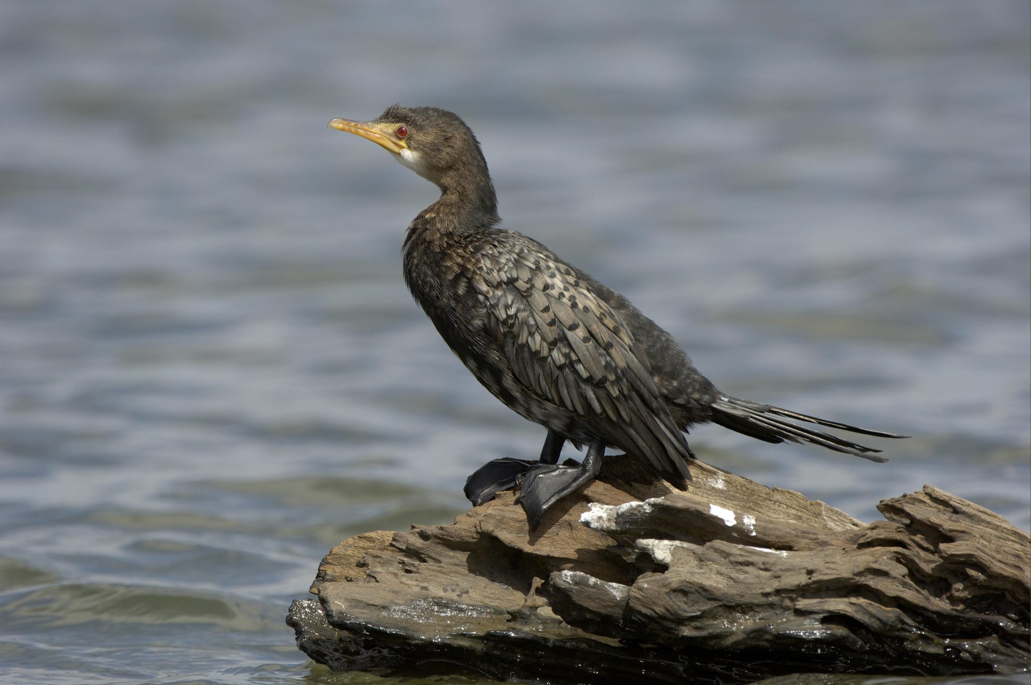 这四大观鸟胜地看万鸟起飞