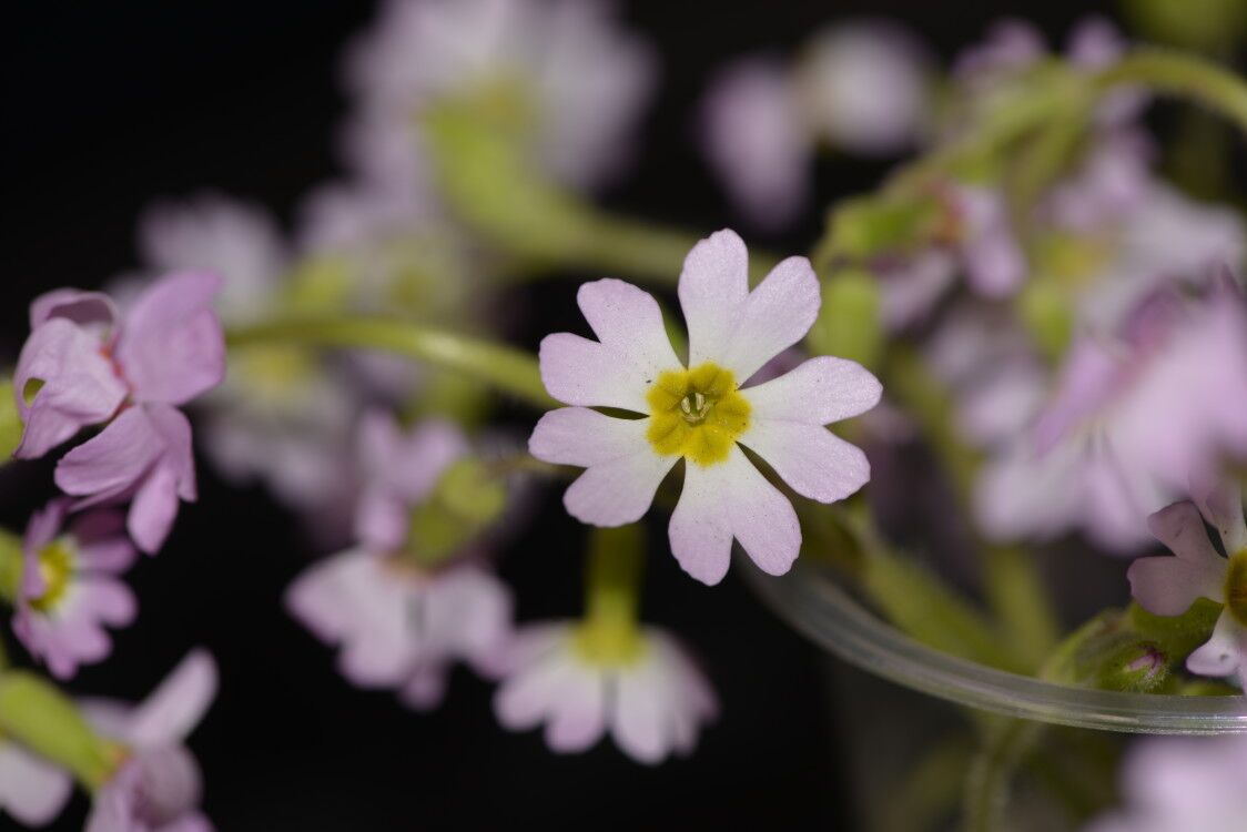 濒危植物陕西羽叶报春在原生地野外回归