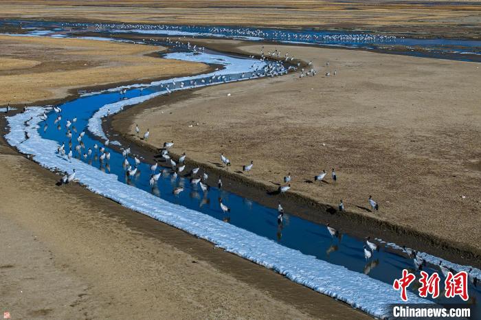 它们需要历经林周——当雄——那曲班戈——申扎的迁徙路,返回遥