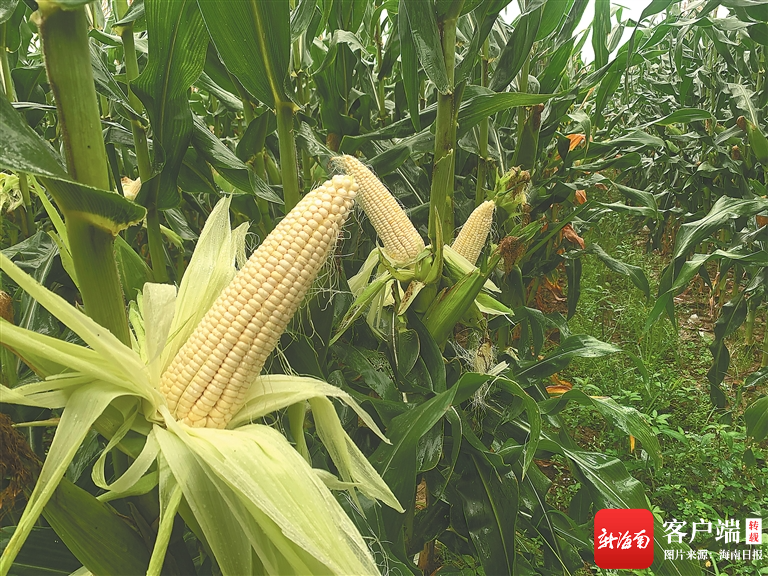 海南周刊丨好味之战 海南金奖品种番茄,辣椒,玉米好在哪?