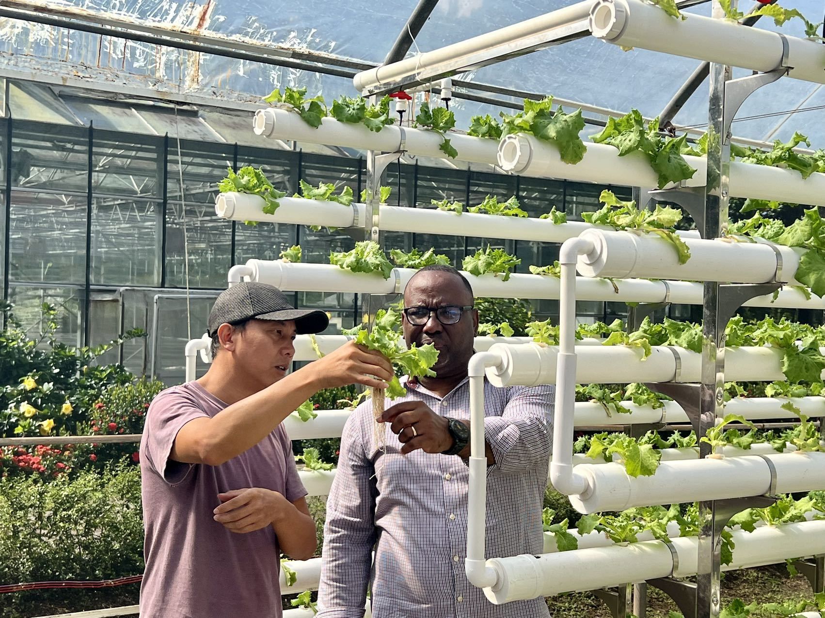 孙浩杰和多米尼克农业专家观察水培系统种苗生长情况