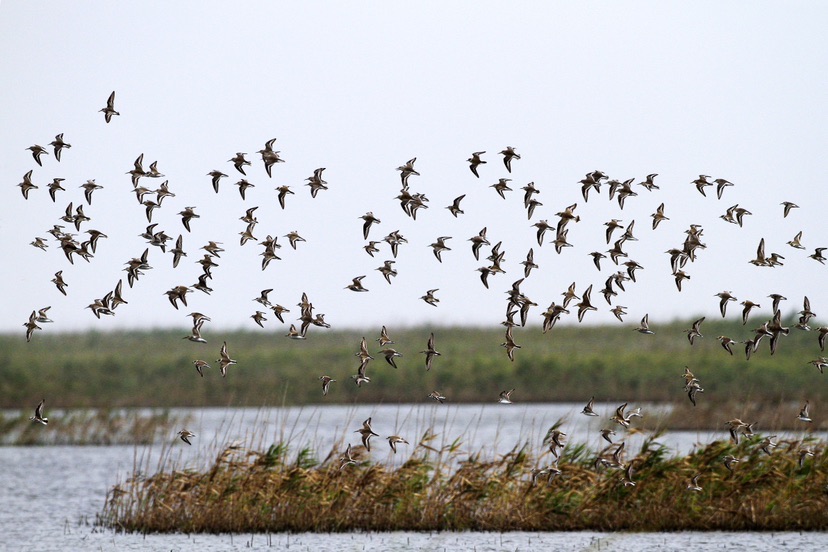 生态向好,候鸟翩跹 崇明东滩自然保护区迎春季鸟类环志期_新浪财经