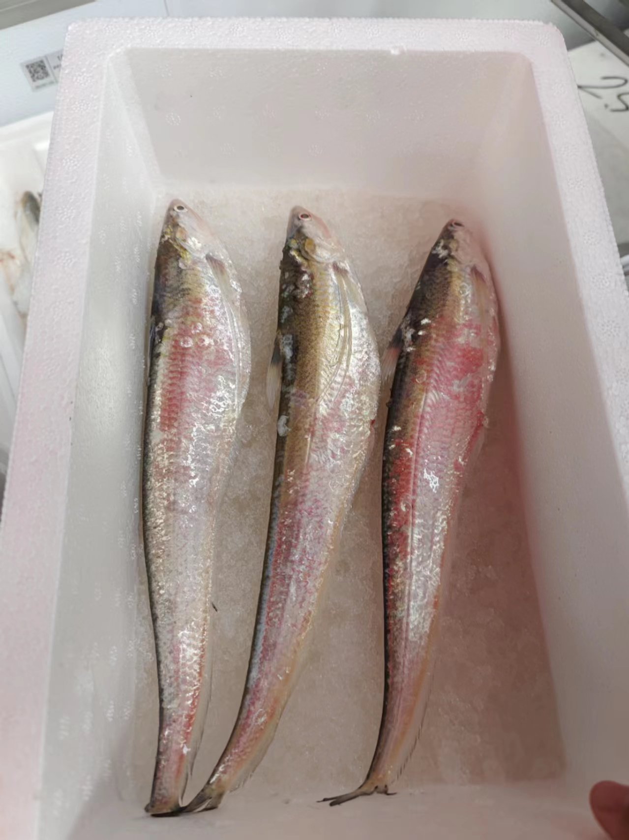 "明前"刀鱼价格已开始下行_新浪财经_新浪网