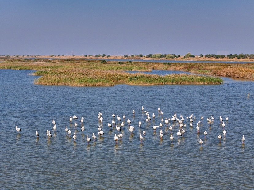 生态向好,候鸟翩跹 崇明东滩自然保护区迎春季鸟类环志期_新浪财经