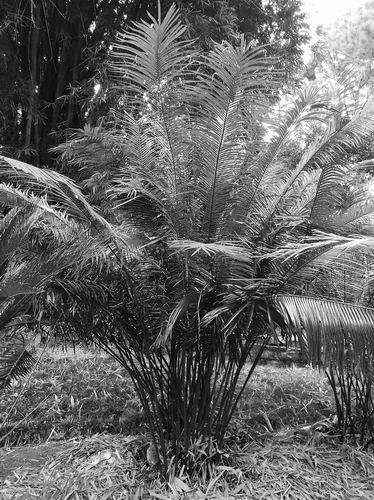 消失的仙湖苏铁