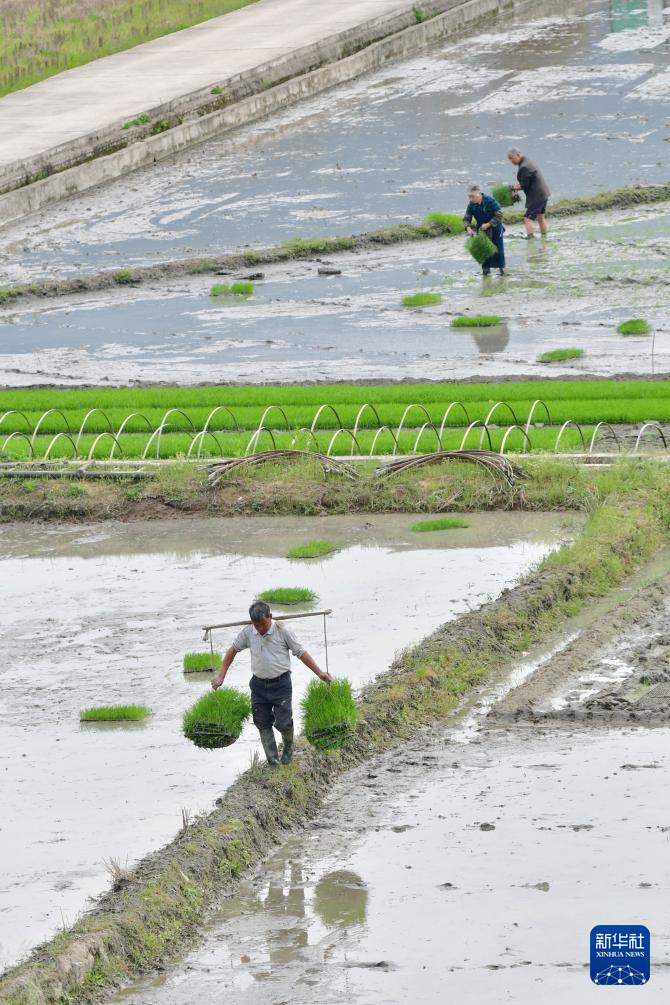 3月31日,在湖南省娄底市双峰县井字镇花桥村,农民在田间抛秧