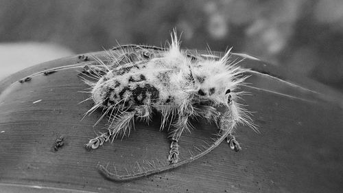 科学家发现毛最多的甲虫