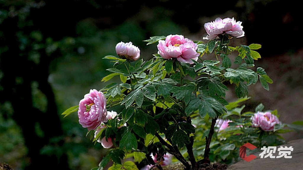 c视觉︱百亩牡丹花开 彭州春意盎然