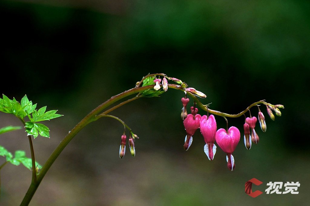 c视觉︱百亩牡丹花开 彭州春意盎然