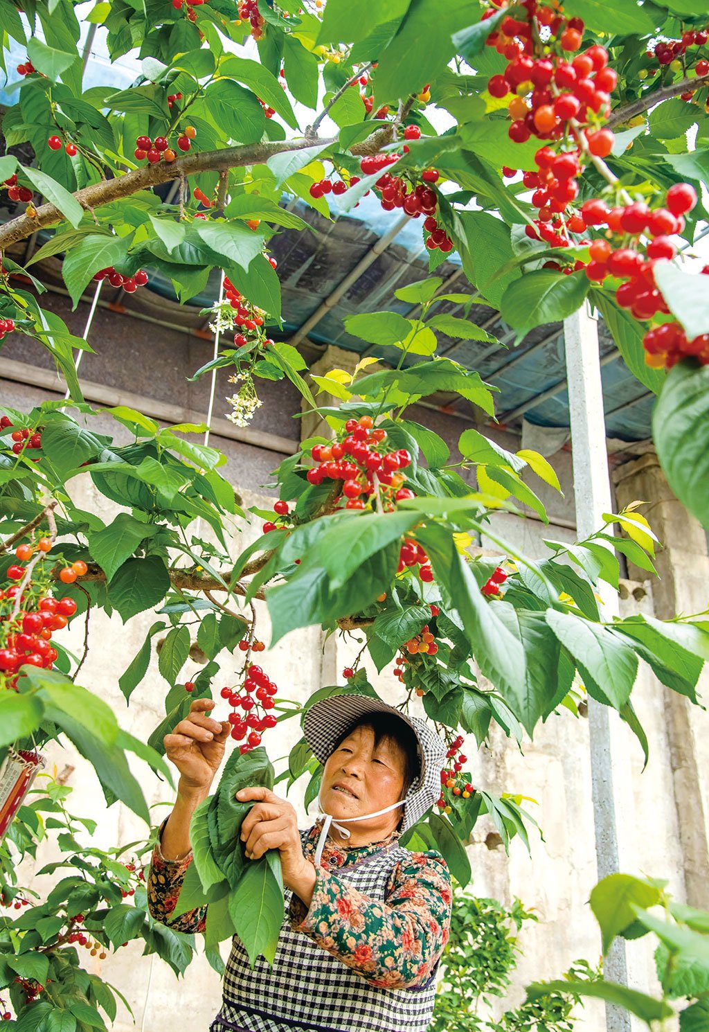 图为山东省枣庄市山亭区水泉镇赵岭村的农民,在果树大棚里采摘早春