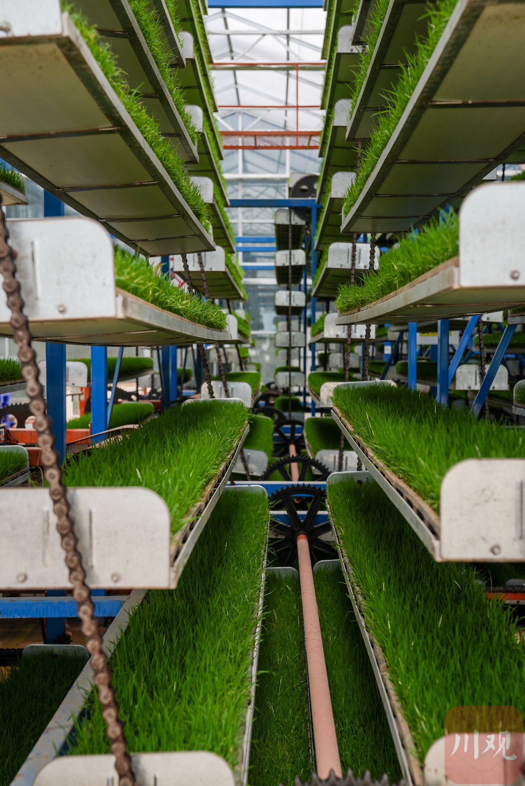 犹如循环式立体停车场的循环智能育秧机