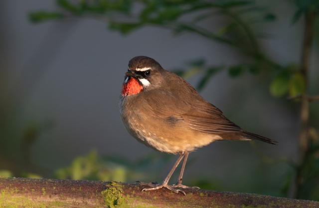 北灰鹟北灰鹟整体灰色,长相低调,作为春季迁徙部队中较为常见的林鸟