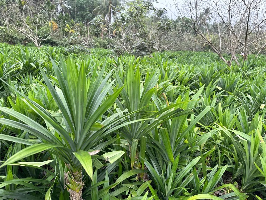 海南万宁斑兰产业不断延伸 "东方香草"绿叶变金叶_新浪财经_新浪网