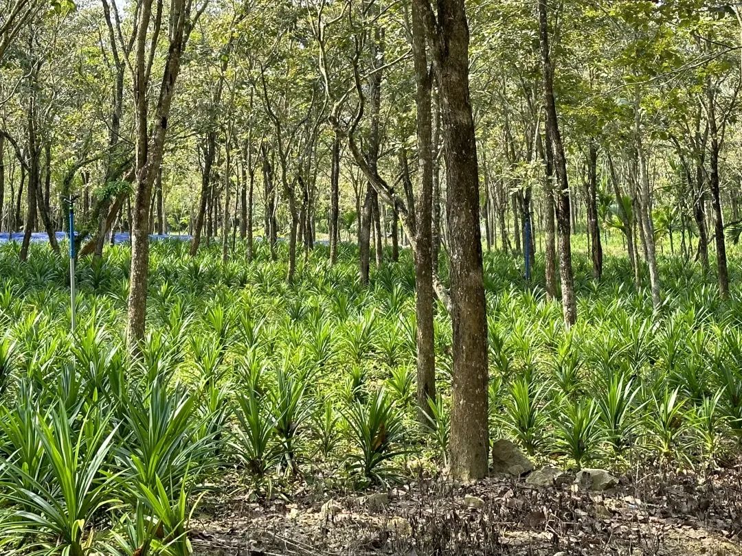 万宁属热带低海拔多雨地区,种植的斑兰叶品质好,香