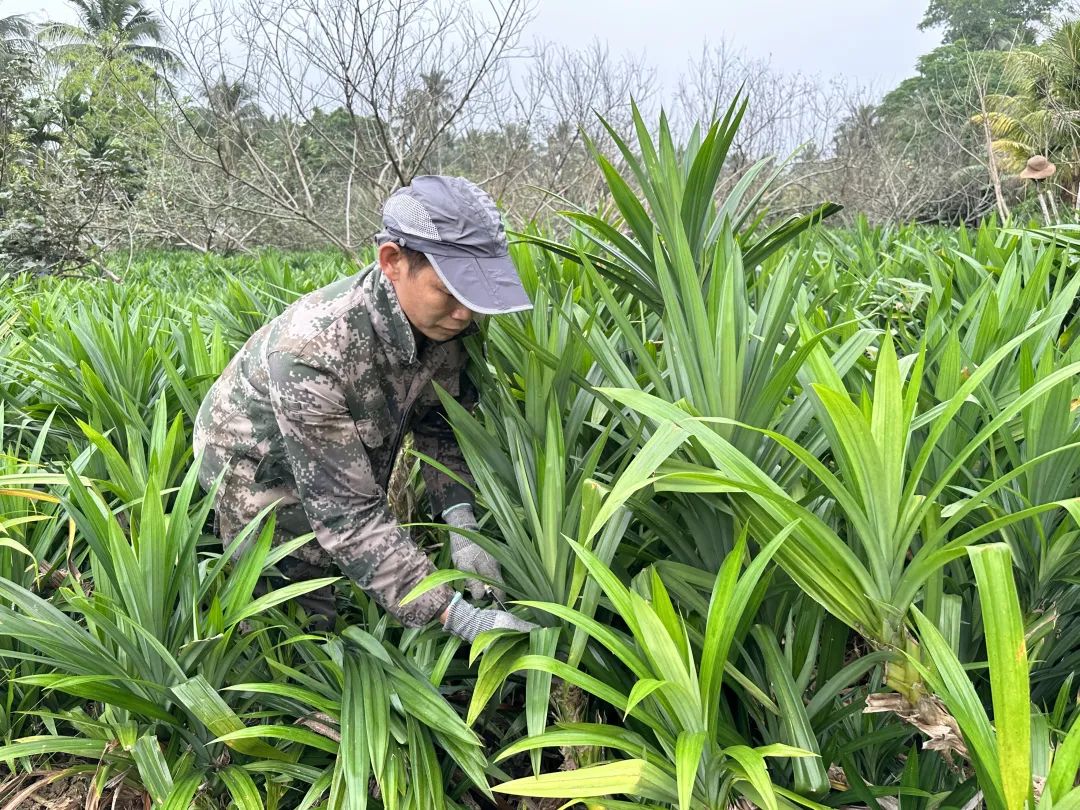斑兰叶生长成熟后,来自山东,福建,广西等全国各地的