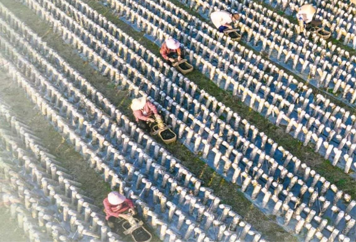 聚焦特色农业发展助力产业转型升级