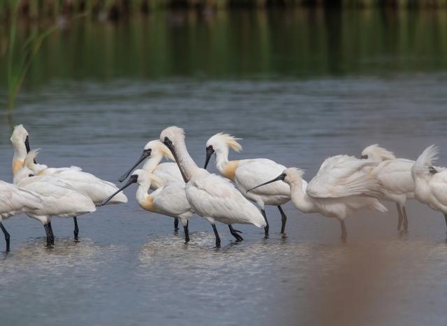 滩涂湿地是黑脸琵鹭在上海主要的停歇地,有时也会跟白琵鹭混群活动