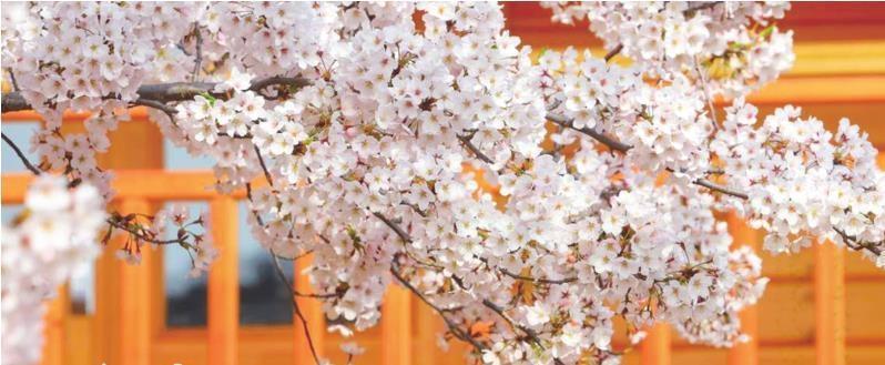 共赴浪漫花海之约大连等你来