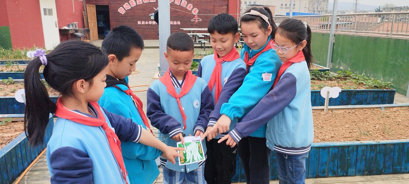 灞桥区赵庄小学开展劳动实践种植探索活动|小学_新浪财经_新浪网