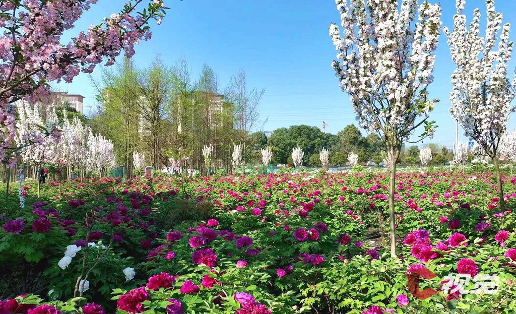 c视觉︱百亩牡丹花开 彭州春意盎然