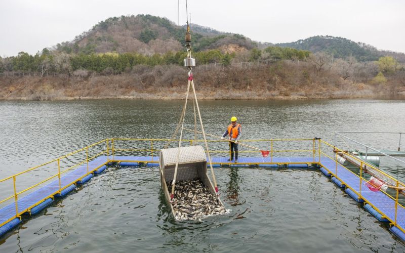 水库来了更多鱼!密云水库今年净水鱼苗投放量比去年增加二成|鱼苗_新