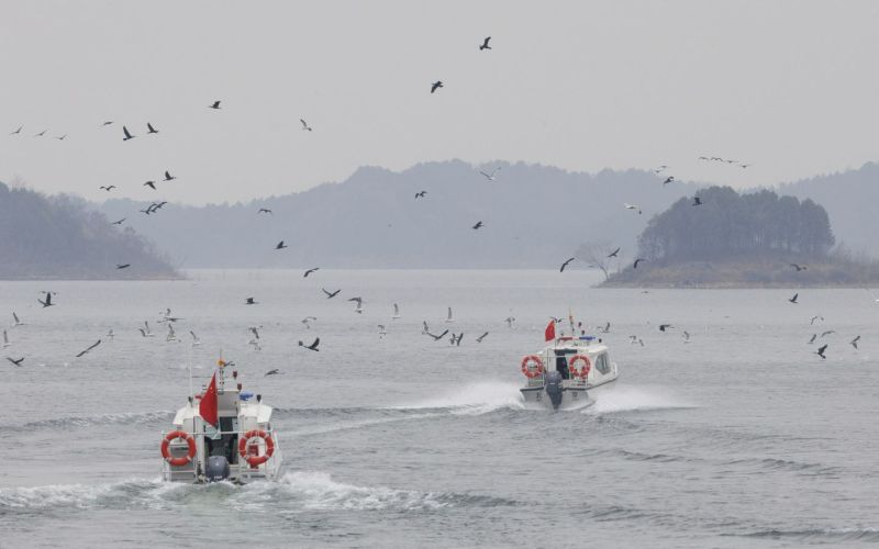 水库来了更多鱼!密云水库今年净水鱼苗投放量比去年增加二成|鱼苗_新