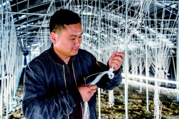 张庄镇张庄村村东的一块丘陵地上,4座崭新的高标准木耳大棚一字排开