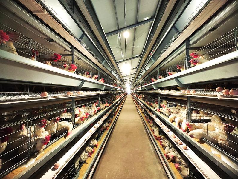 江南区发展现代设施农业  "菜篮子"供应充足稳中向好