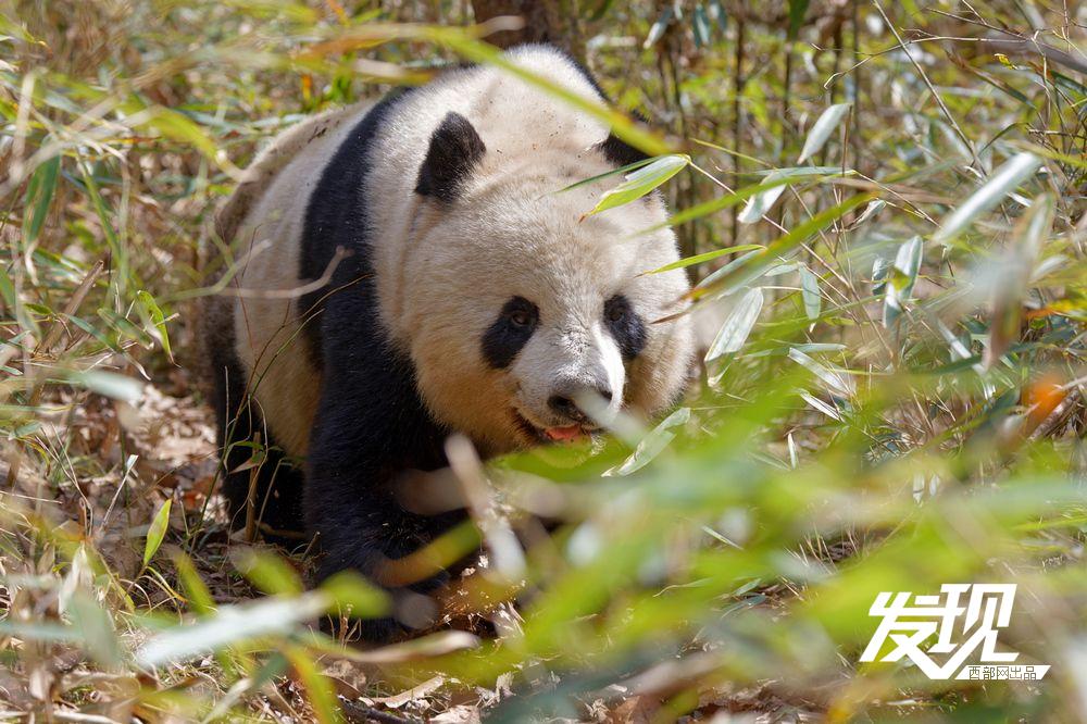 春天里的陕西丨秦岭野生大熊猫乐享自然乐章_新浪财经_新浪网