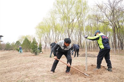 4月1日，现场推进会后，工作人员在北京通州区漷县集体林场植树。北京市园林绿化局供图