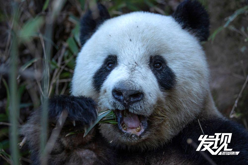 春天里的陕西丨秦岭野生大熊猫乐享自然乐章