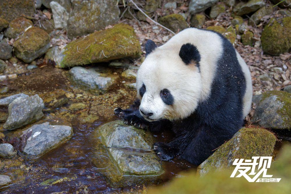 春天里的陕西丨秦岭野生大熊猫乐享自然乐章_新浪财经_新浪网