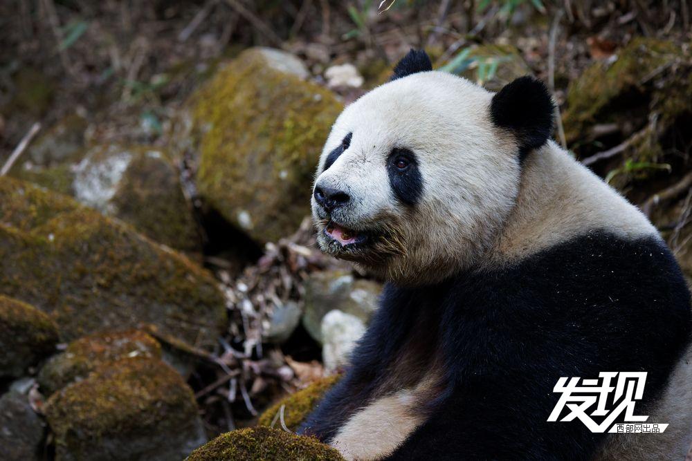 春天里的陕西丨秦岭野生大熊猫乐享自然乐章