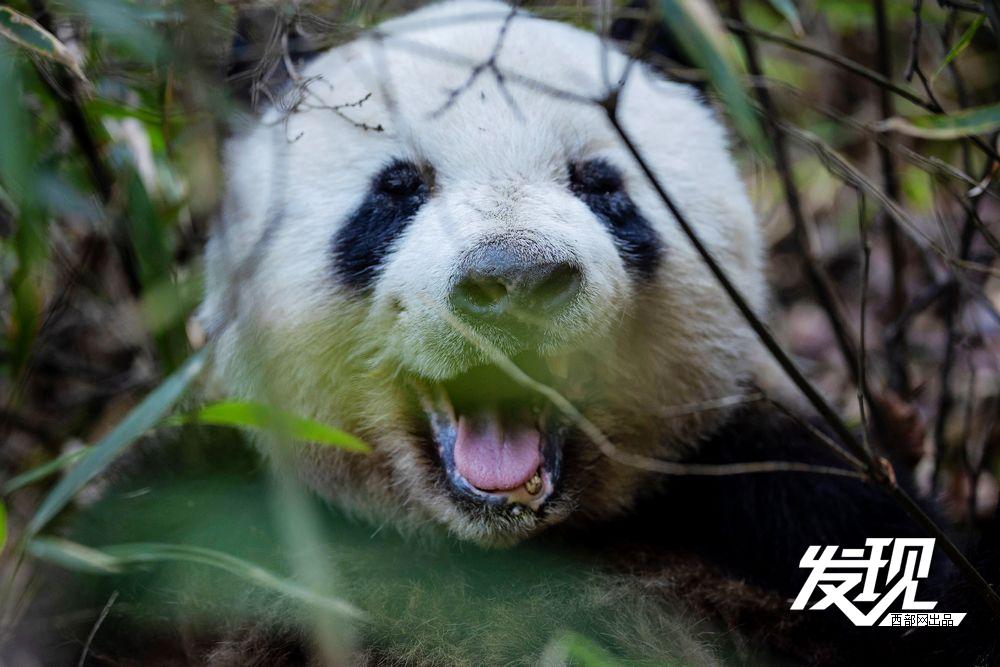 春天里的陕西丨秦岭野生大熊猫乐享自然乐章