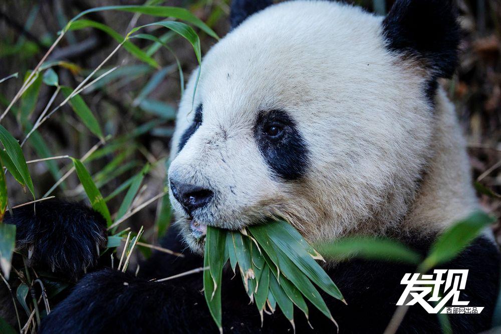 春天里的陕西丨秦岭野生大熊猫乐享自然乐章_新浪财经_新浪网
