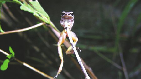 雄性凹耳蛙。张方摄