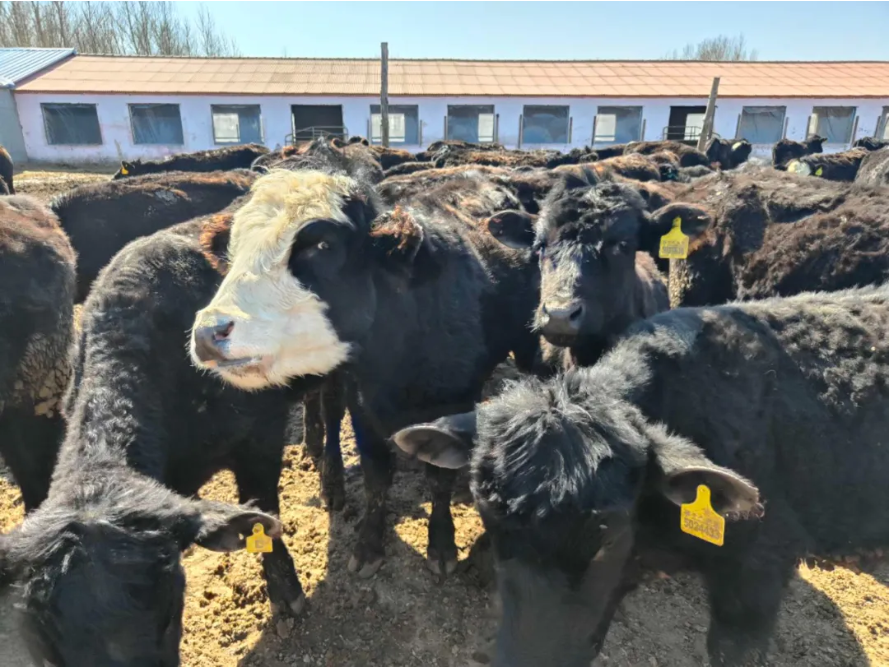 柳条乡:积极推行"放母还犊"养殖模式,让农户当起了"牛"老板|乡村振兴