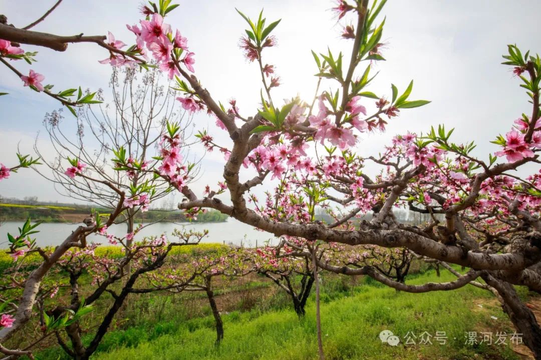 漯河桃花开啦一起赏花去
