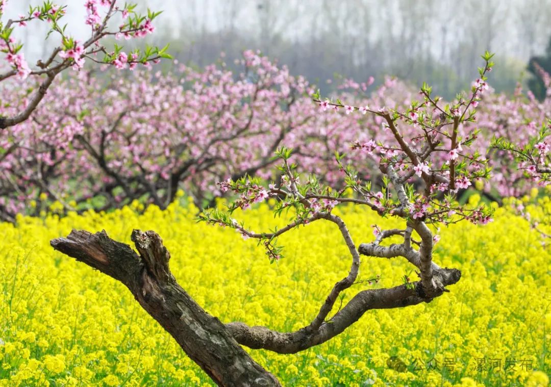 漯河桃花开啦一起赏花去