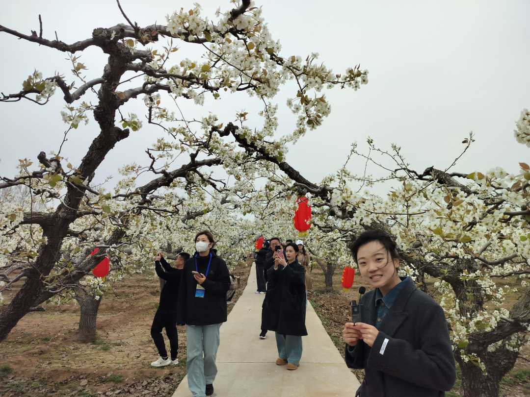 人花争春的魏县古梨园.