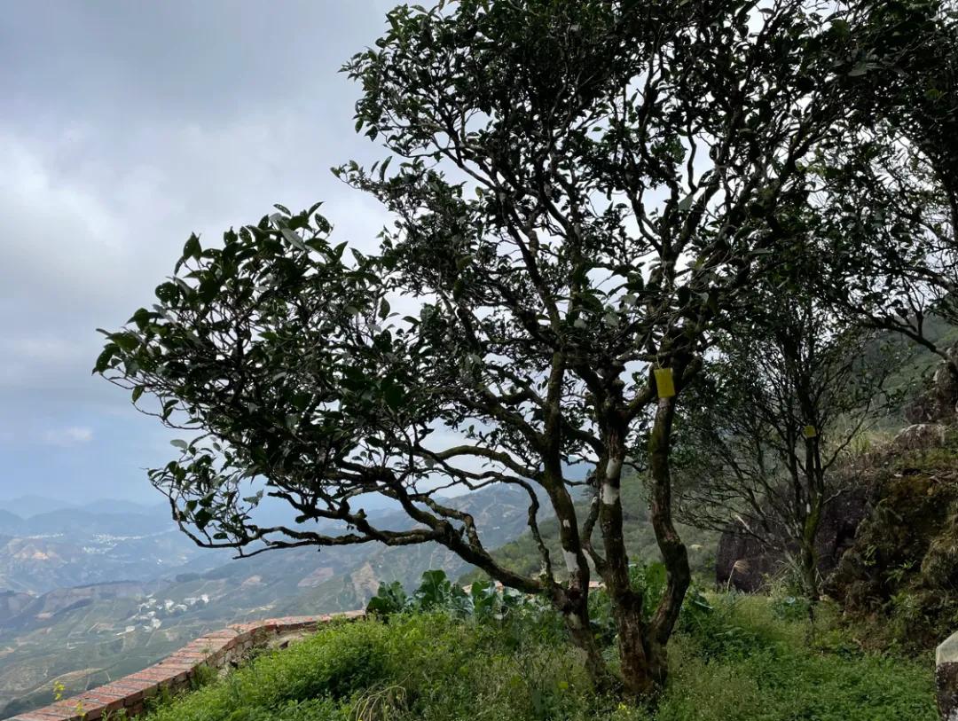 被逼无奈千里下潮州寻找鸭屎香