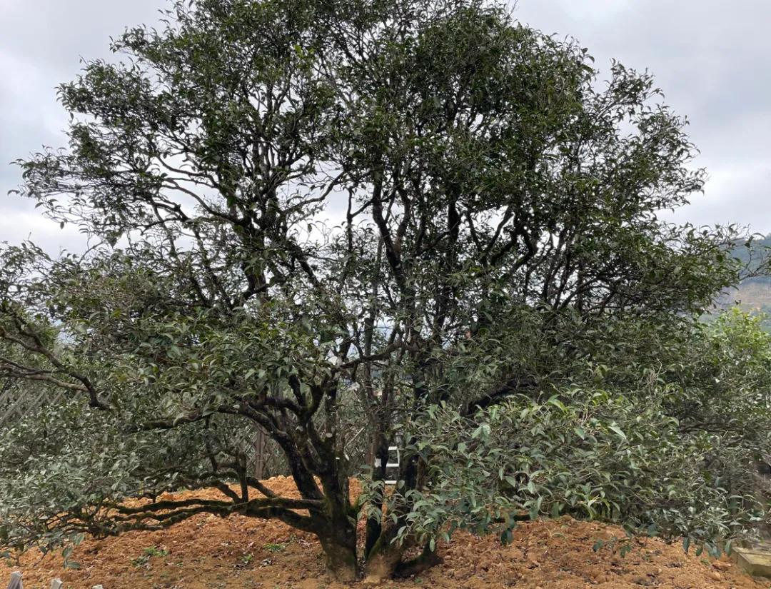 镇上是各种单丛茶叶店,从山脚到山顶,一路上都是村落和茶树.