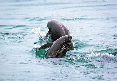 长江江豚在水中嬉戏(2021年5月10日摄). 新华社记者 肖艺九摄