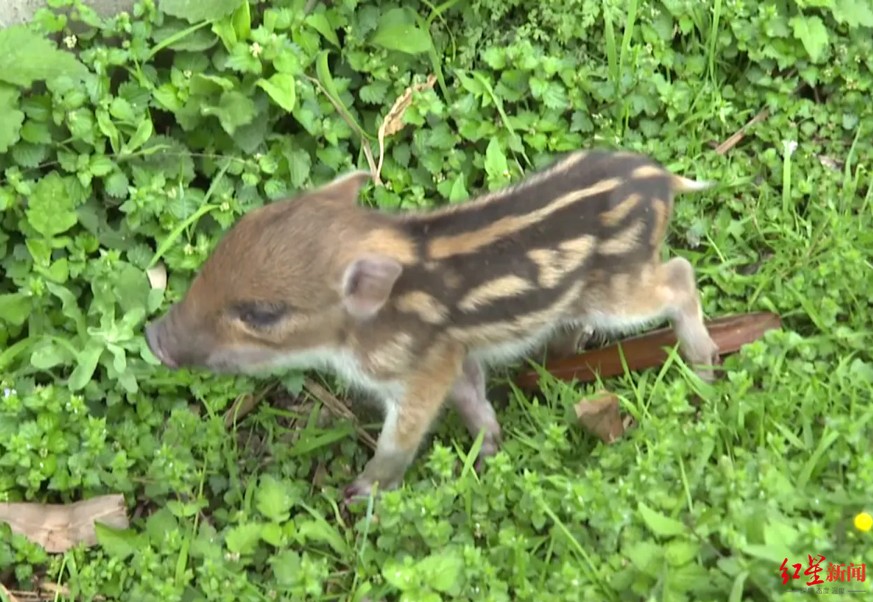 峨眉山一村民采药救下被困小野猪官方野猪已被调出三有名录建议放归