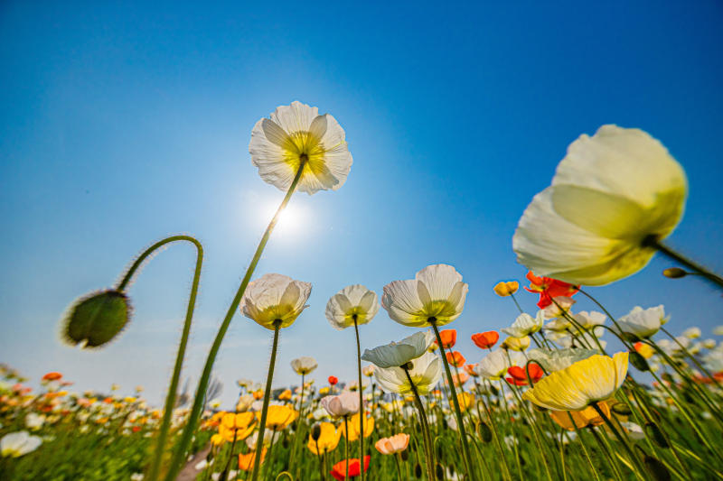 永定河畔有一片北京最早开放的虞美人|花海_新浪财经_新浪网