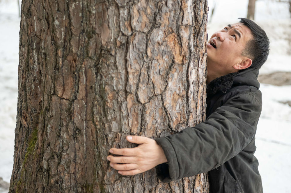 　　在伊春市丰林县，五营国家森林公园经理助理崔健华伸展手臂试着抱住一棵红松（2024年3月13日摄）。新华社记者 谢剑飞 摄 