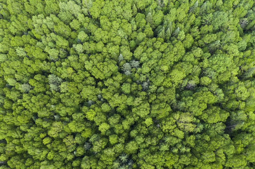 这是小兴安岭腹地的森林（无人机照片，2021年6月2日摄）。新华社记者 谢剑飞 摄 